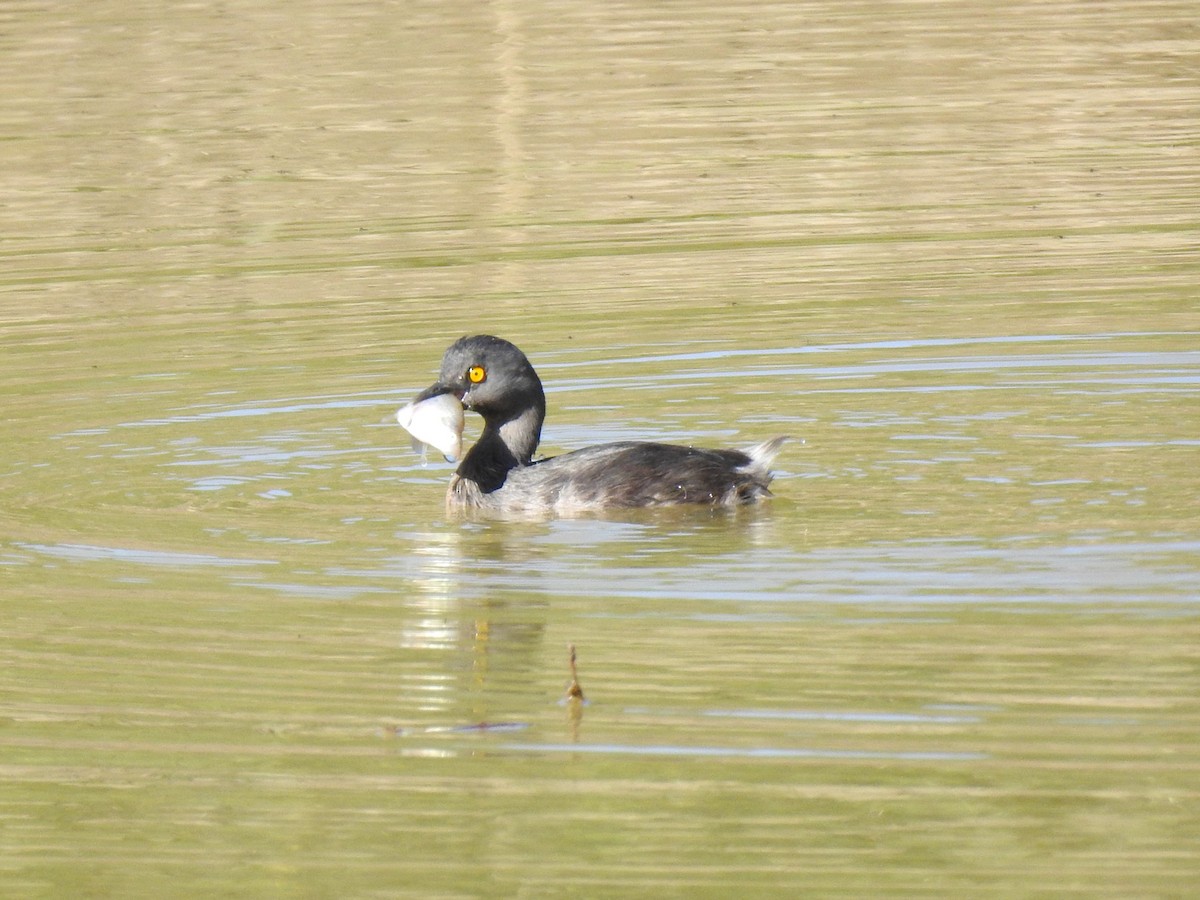 Least Grebe - ML619824752