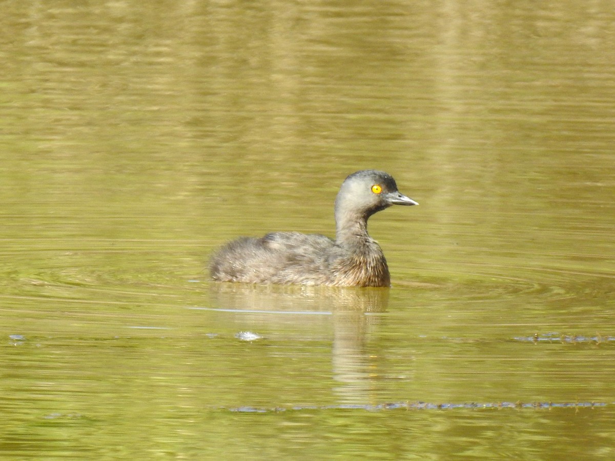 Least Grebe - ML619824753