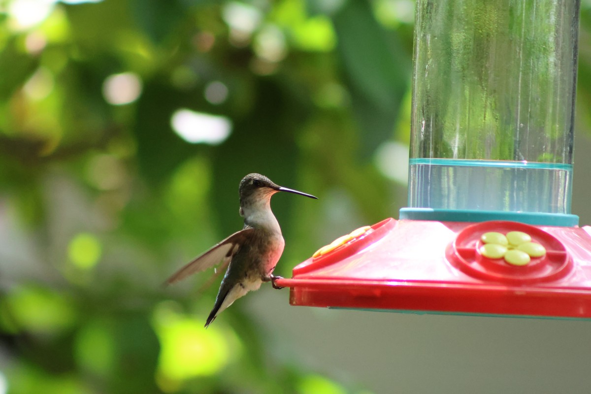Ruby-throated Hummingbird - ML619824757