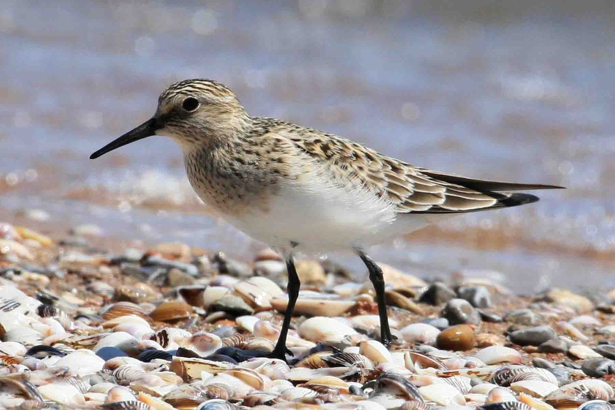 Baird's Sandpiper - ML619824766