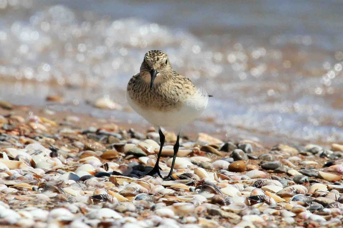 Baird's Sandpiper - ML619824767