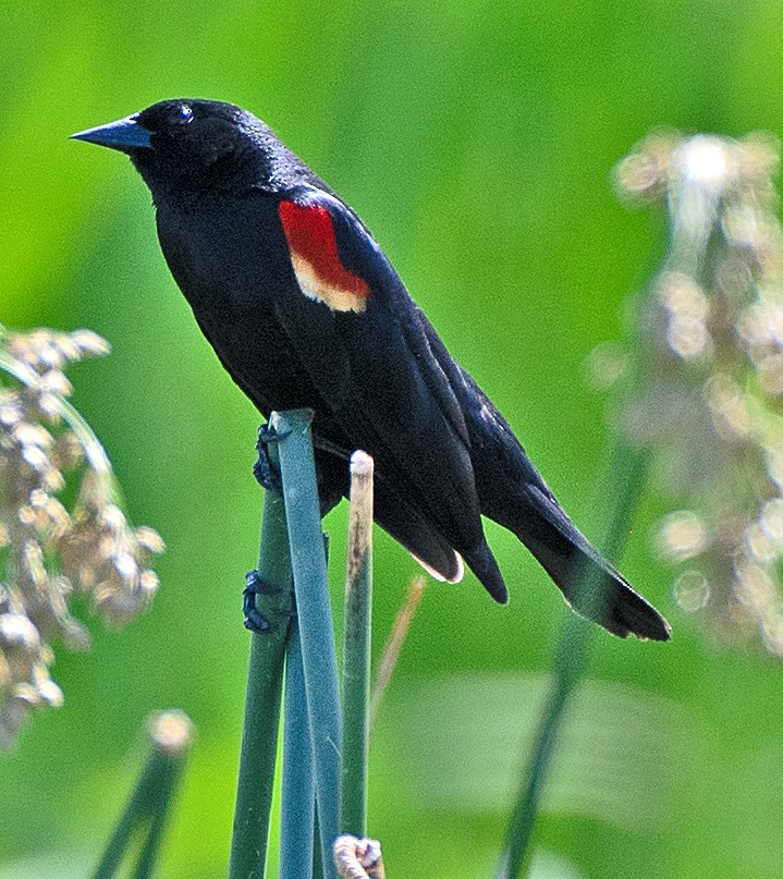 Red-winged Blackbird - ML619824768