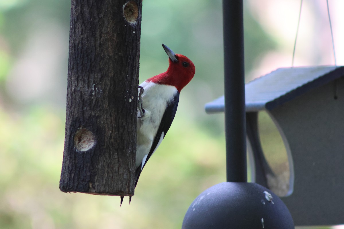 Red-headed Woodpecker - ML619824775