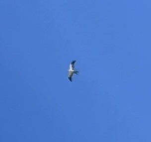 Swallow-tailed Kite - ML619824784