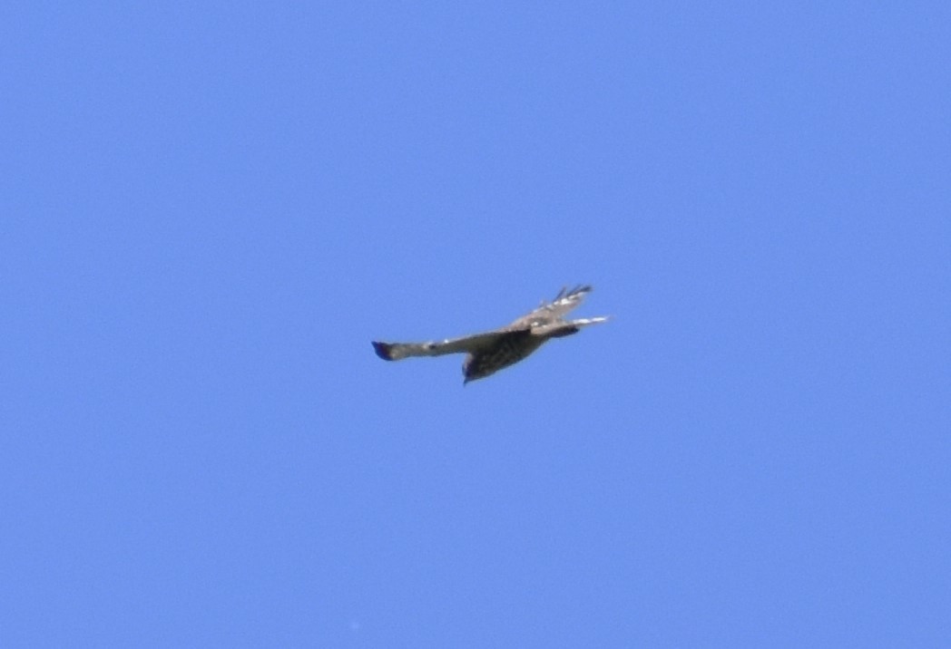 Broad-winged Hawk - ML619824787