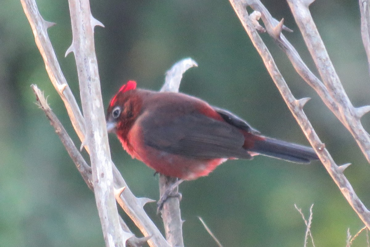 Red-crested Finch - Anonymous