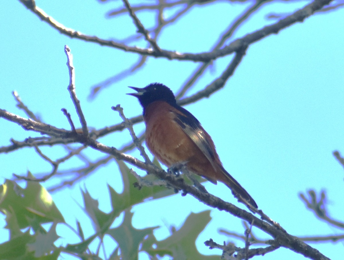 Orchard Oriole - ML619824828