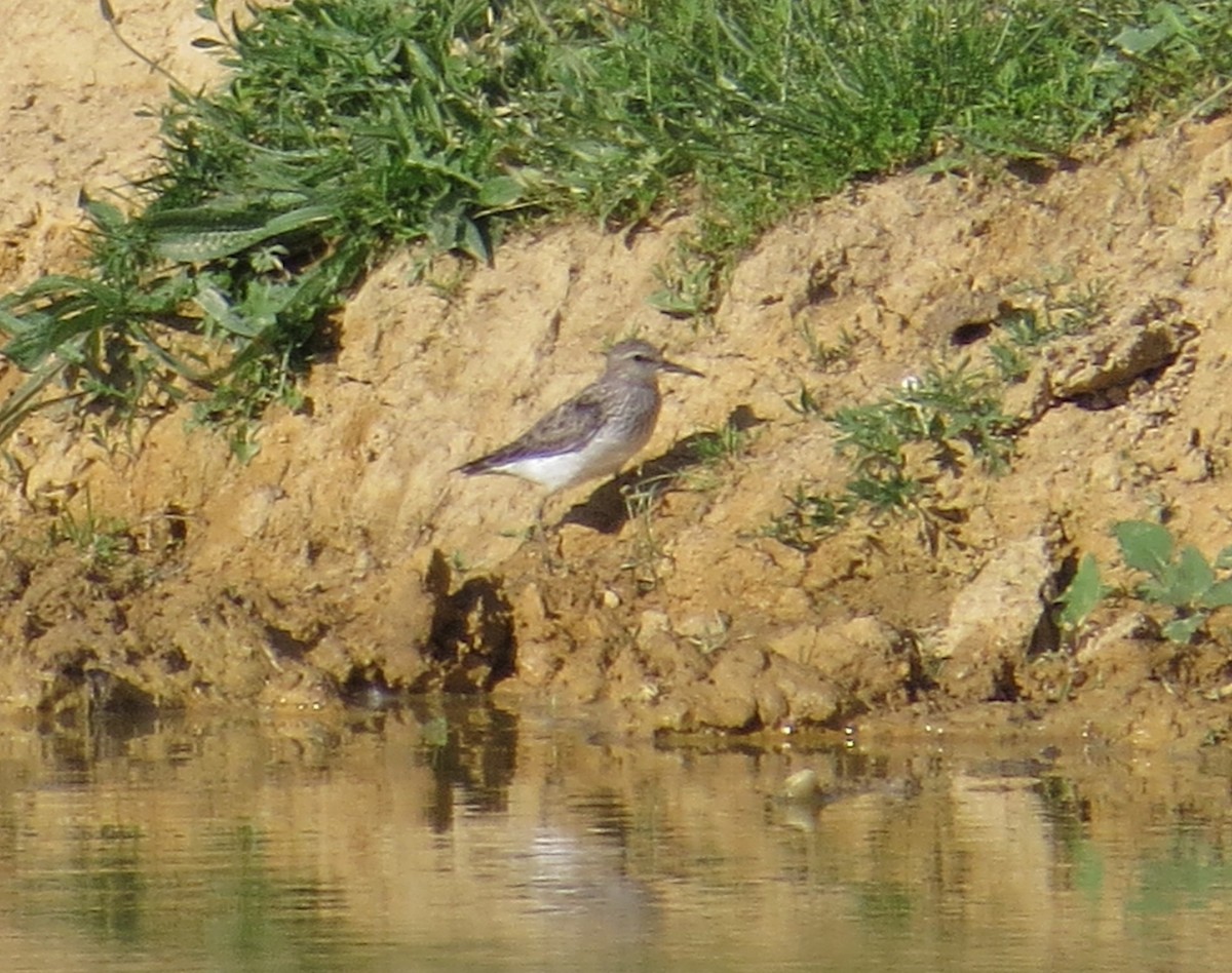 White-rumped Sandpiper - Greg Moyers