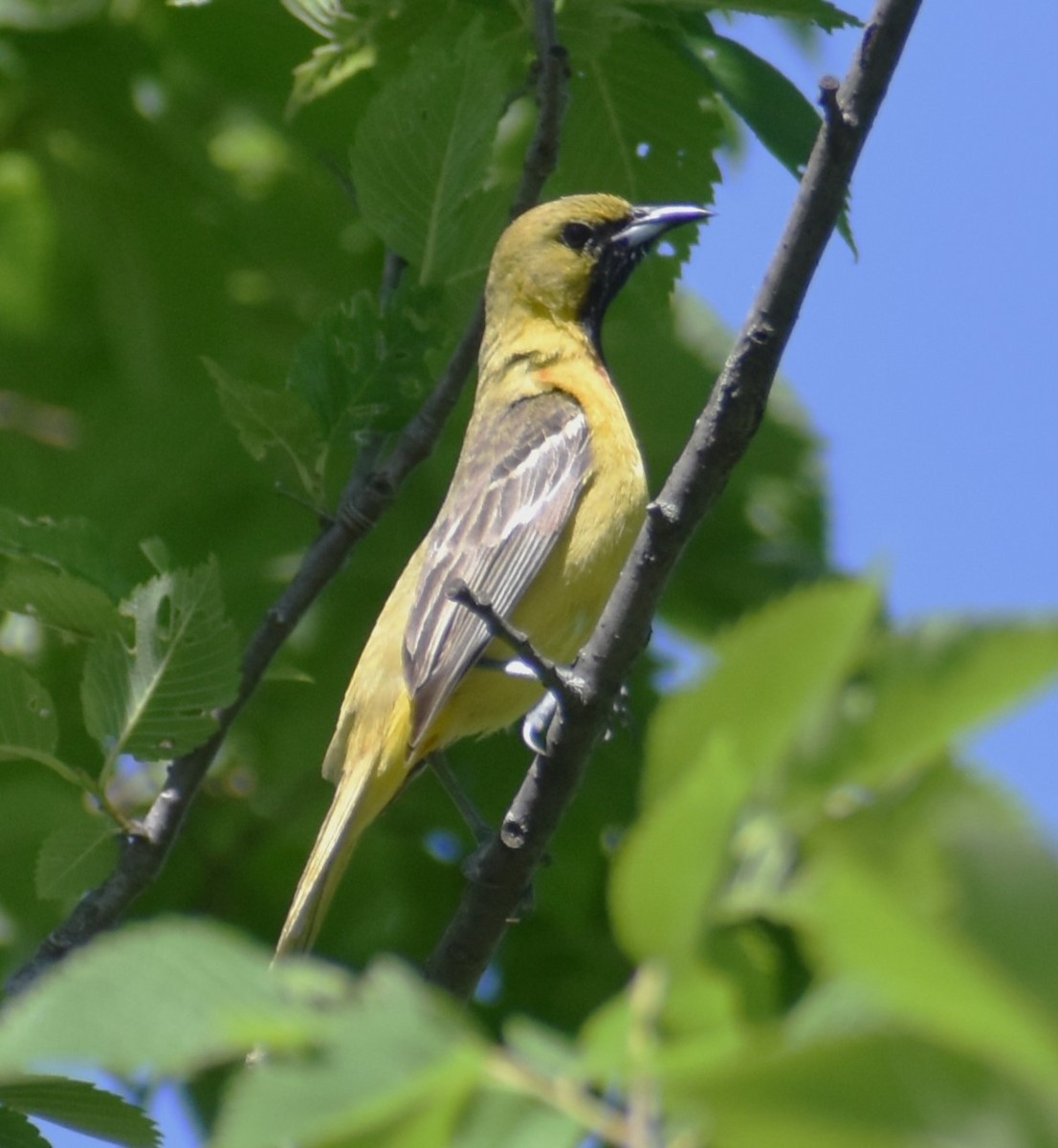 Orchard Oriole - ML619824835