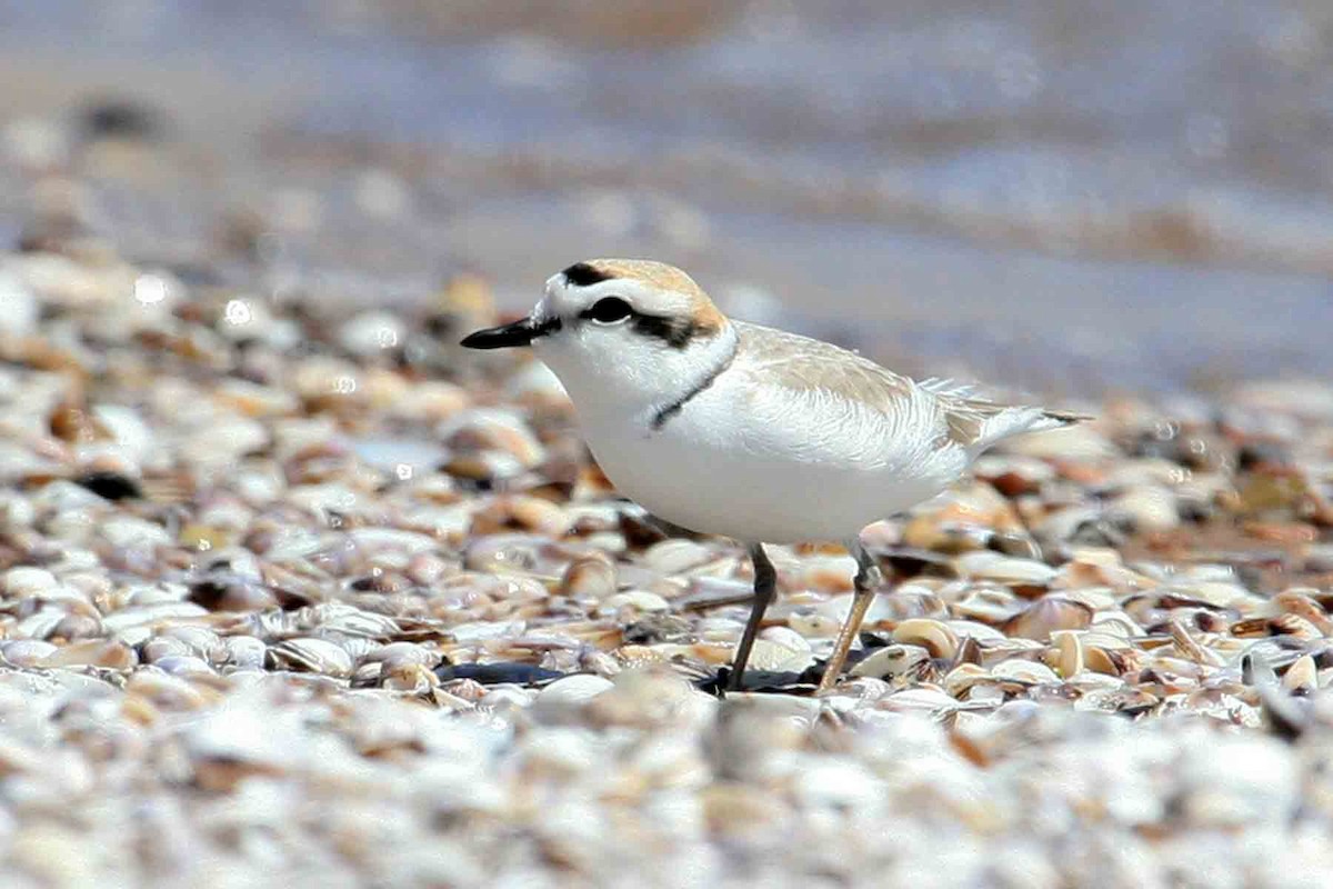 Snowy Plover - ML619824836