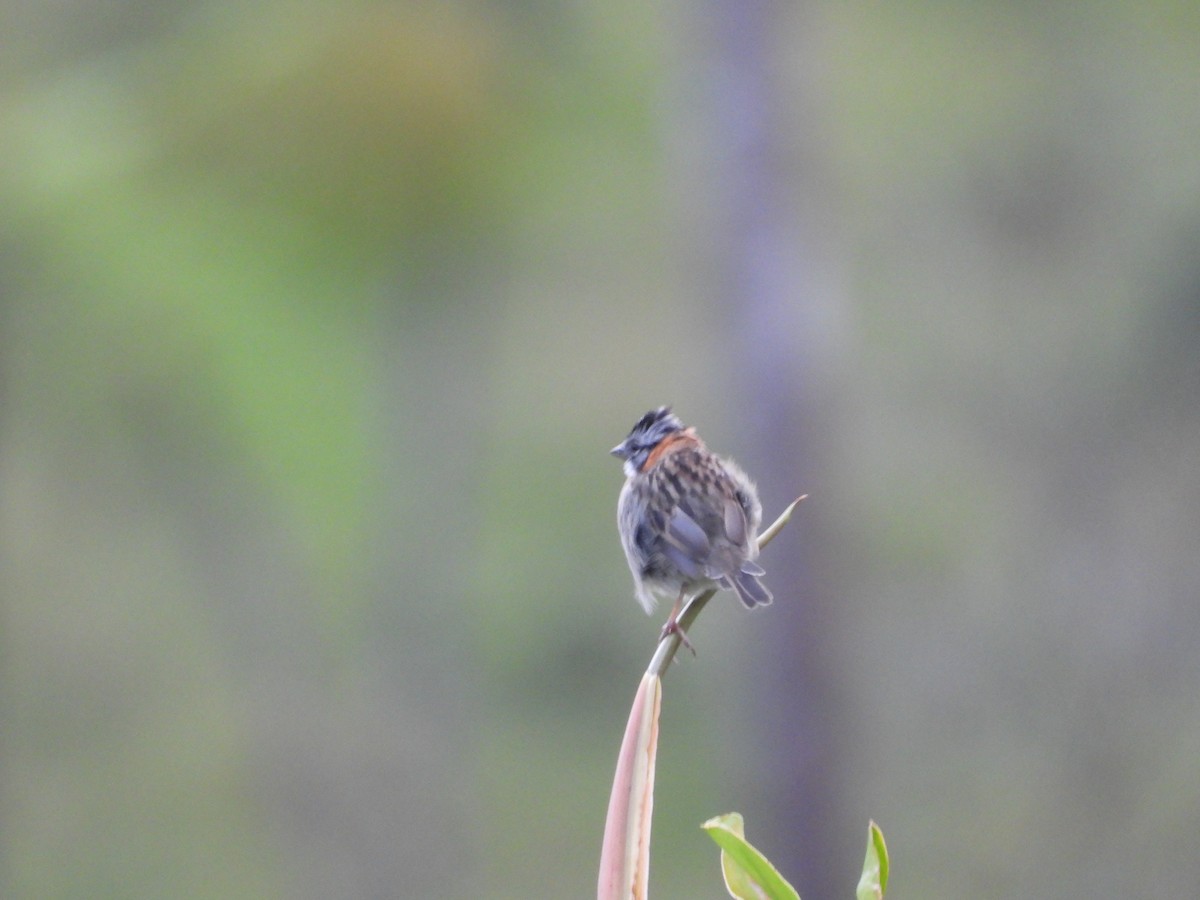 Rufous-collared Sparrow - ML619824838