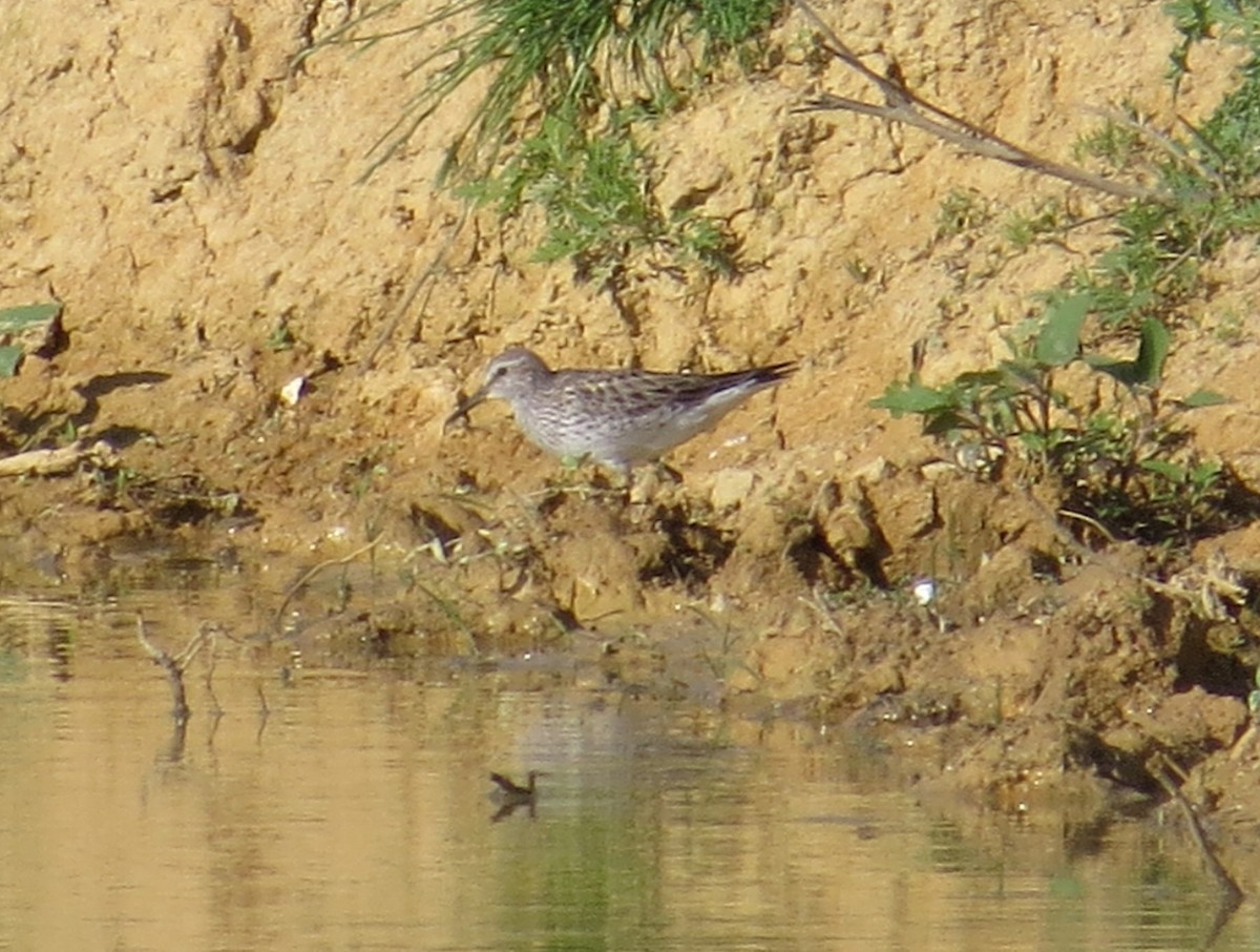 White-rumped Sandpiper - ML619824841