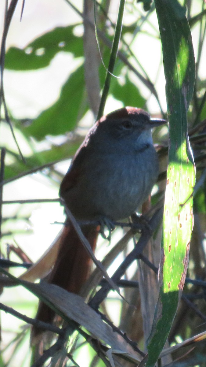 Sooty-fronted Spinetail - ML619824842