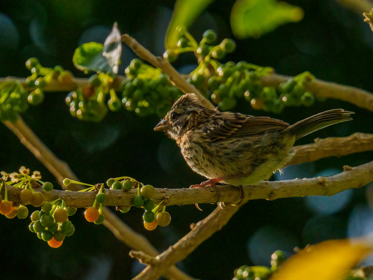 Rufous-collared Sparrow - ML619824893