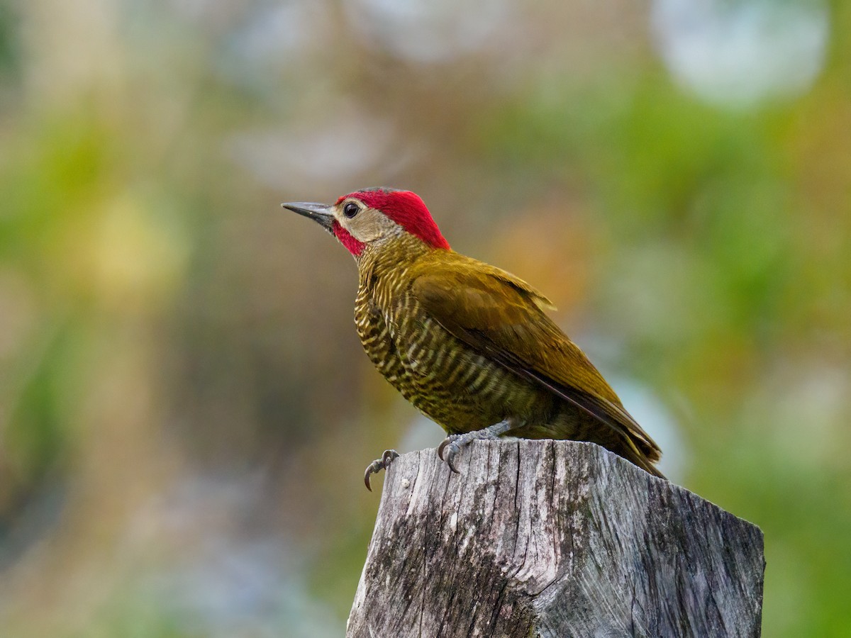 Golden-olive Woodpecker - ML619824902