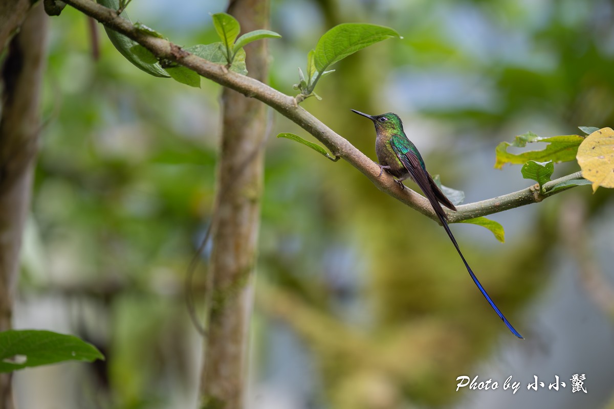 Violet-tailed Sylph - ML619824906