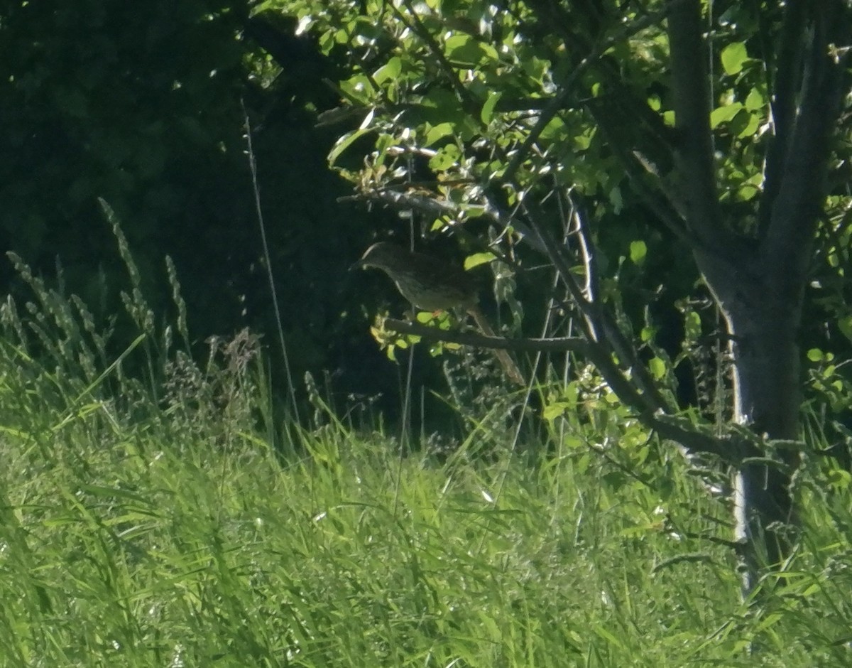 Brown Thrasher - ML619824908