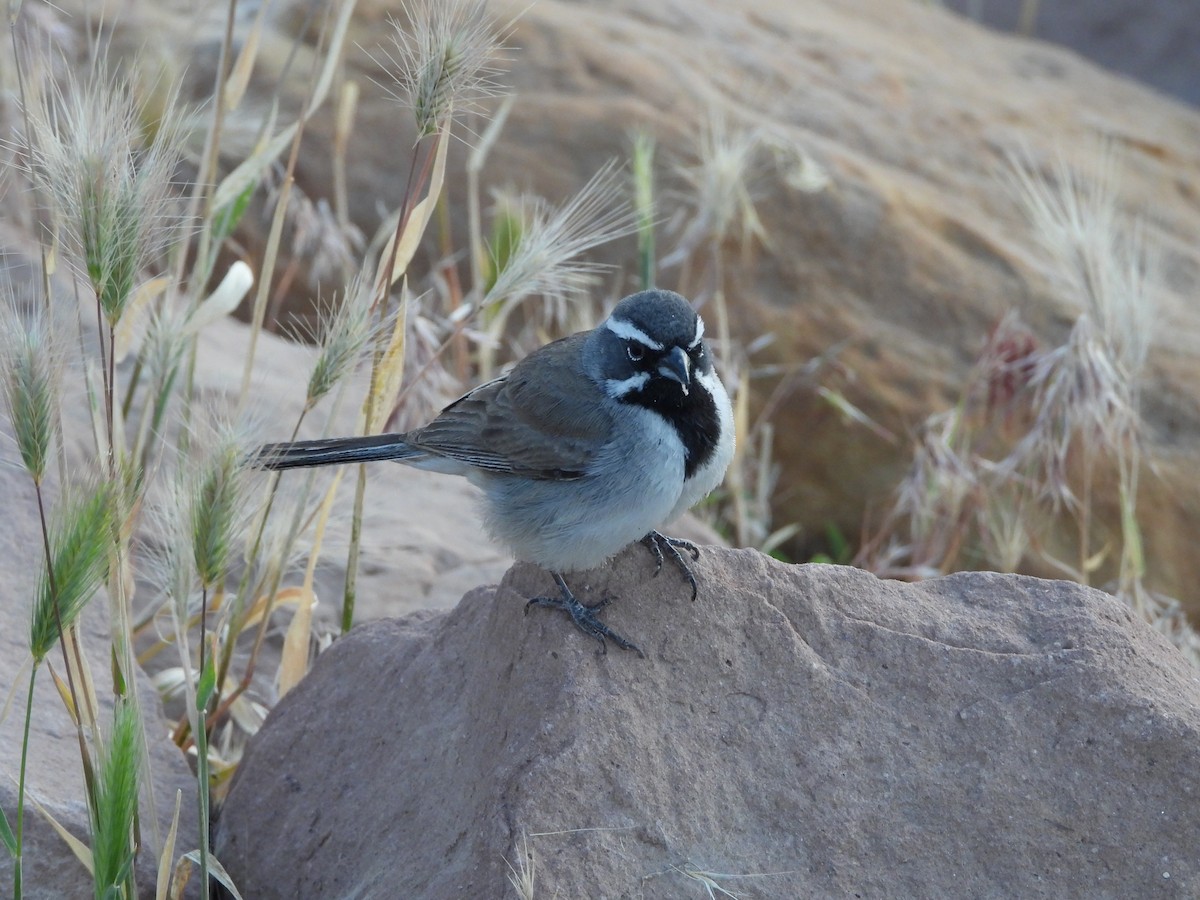 Black-throated Sparrow - ML619824910