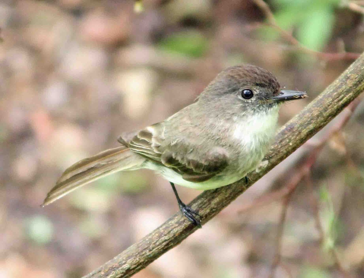 Eastern Phoebe - Michael Bochnik