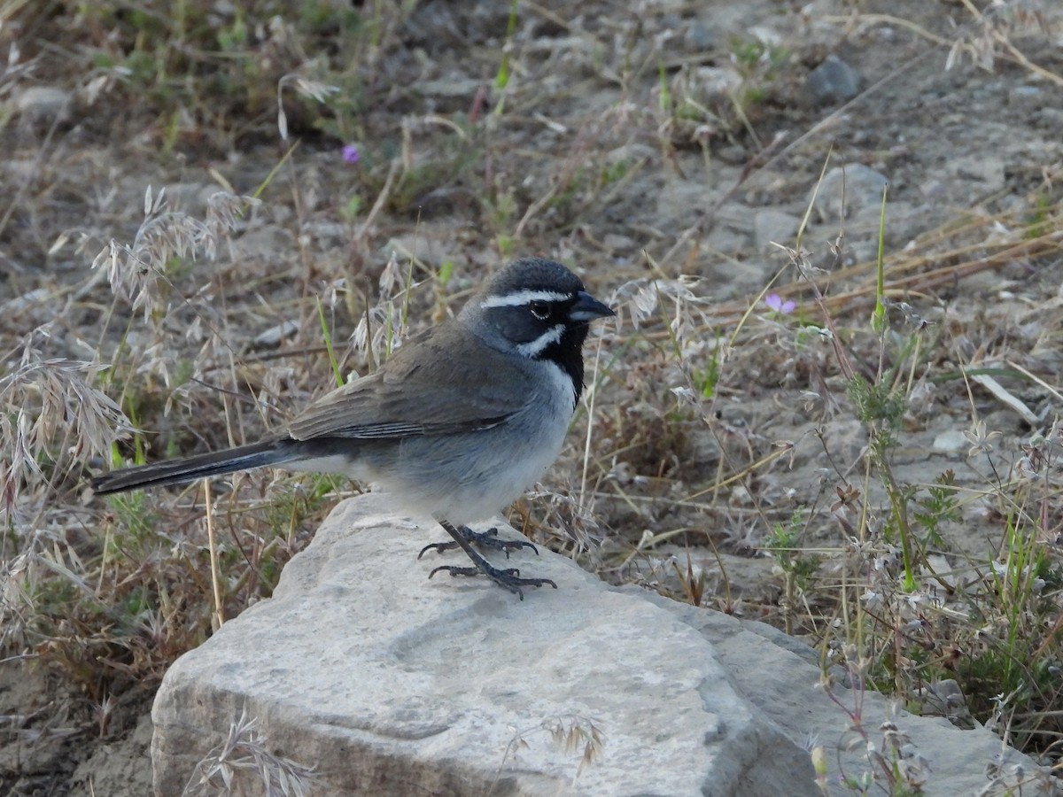 Black-throated Sparrow - ML619824929