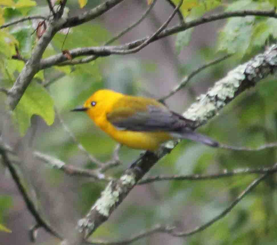 Prothonotary Warbler - ML619824930