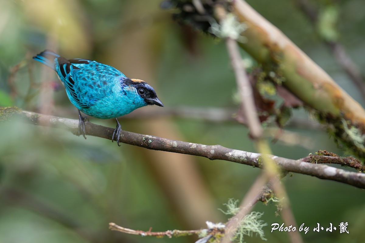 Golden-naped Tanager - ML619824931