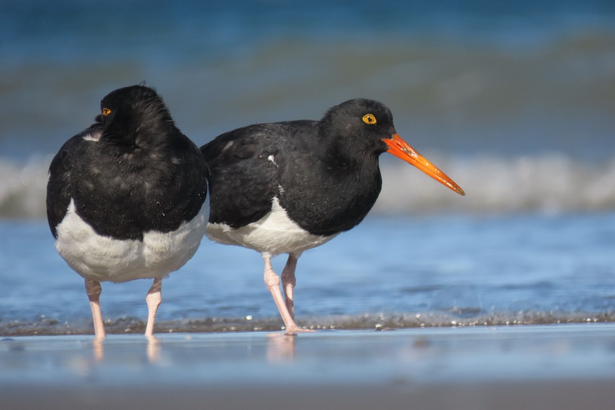 Magellanic Oystercatcher - ML619824942