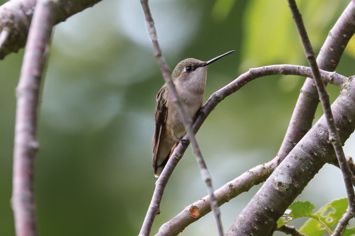 Ruby-throated Hummingbird - ML619824956