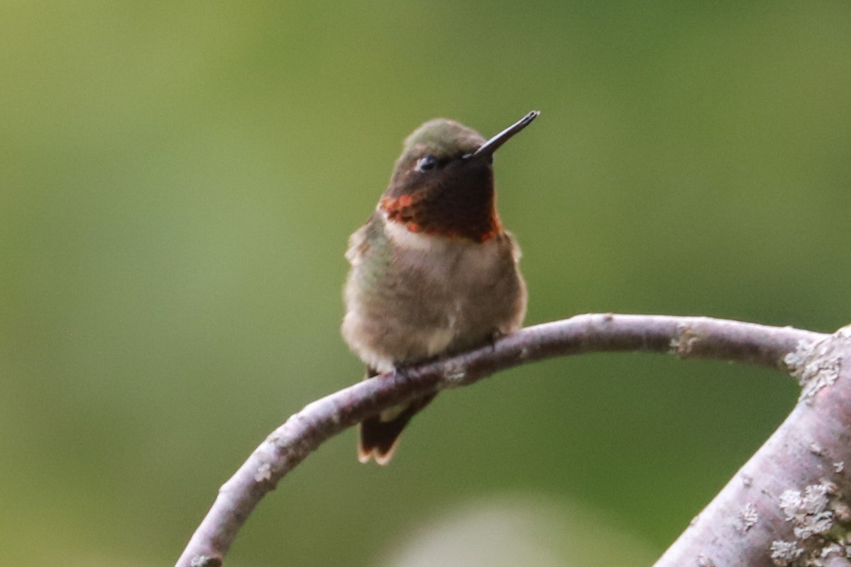 Ruby-throated Hummingbird - ML619824957