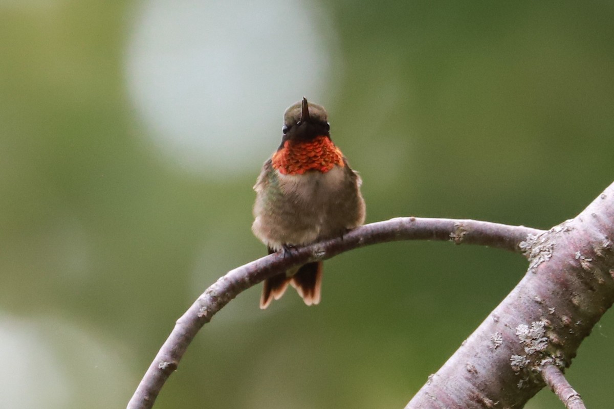 Ruby-throated Hummingbird - ML619824958