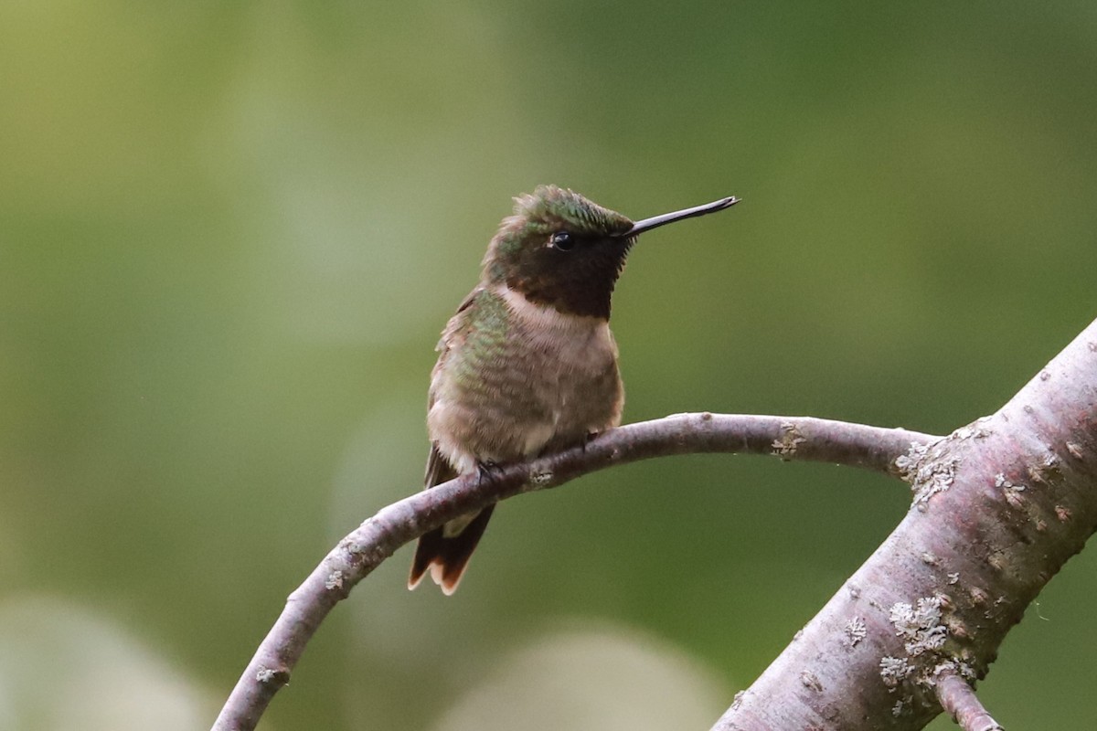 Ruby-throated Hummingbird - ML619824959