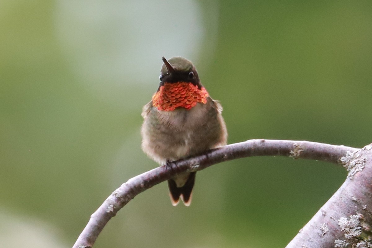 Ruby-throated Hummingbird - ML619824960