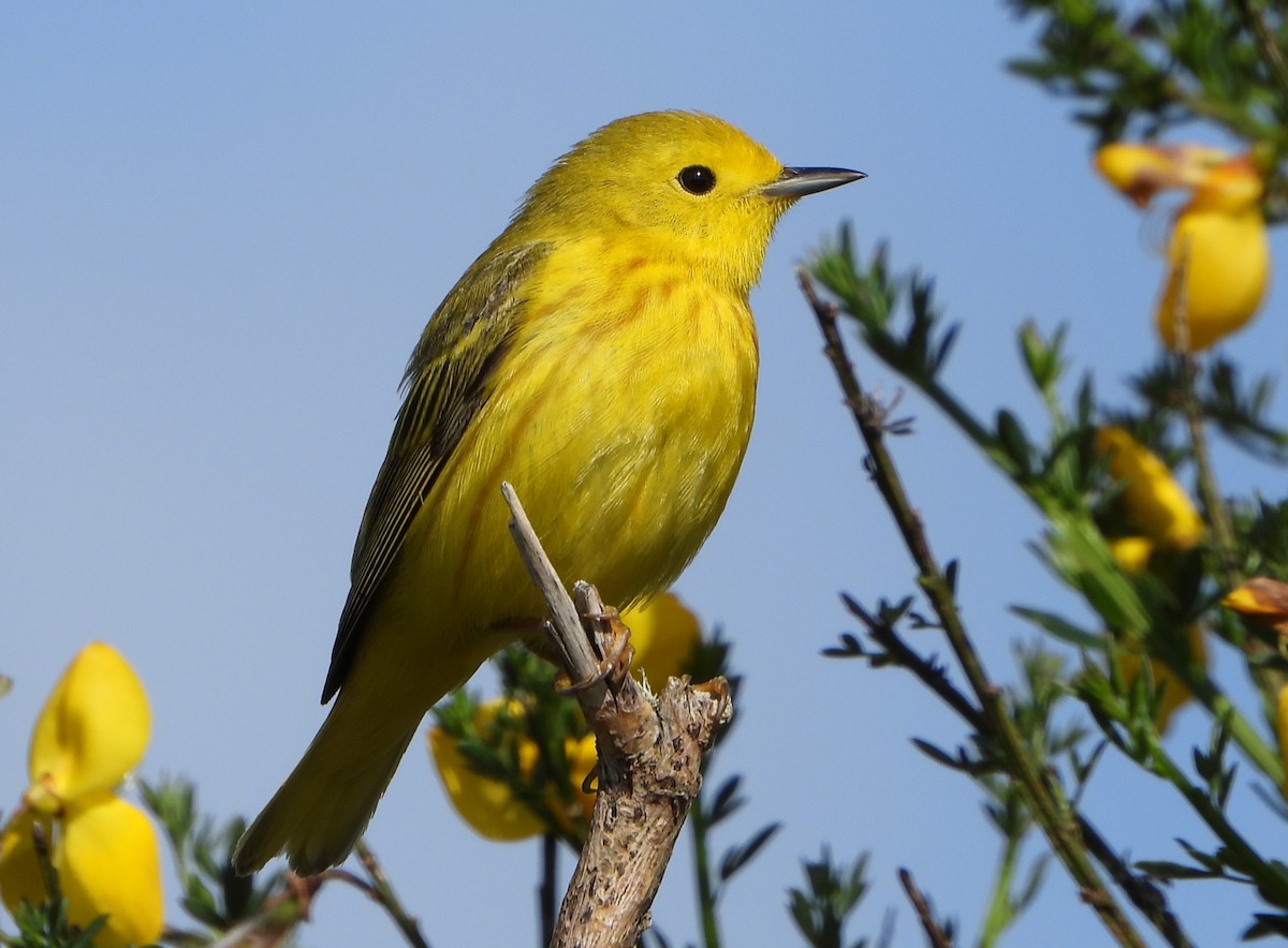 Yellow Warbler - ML619824977