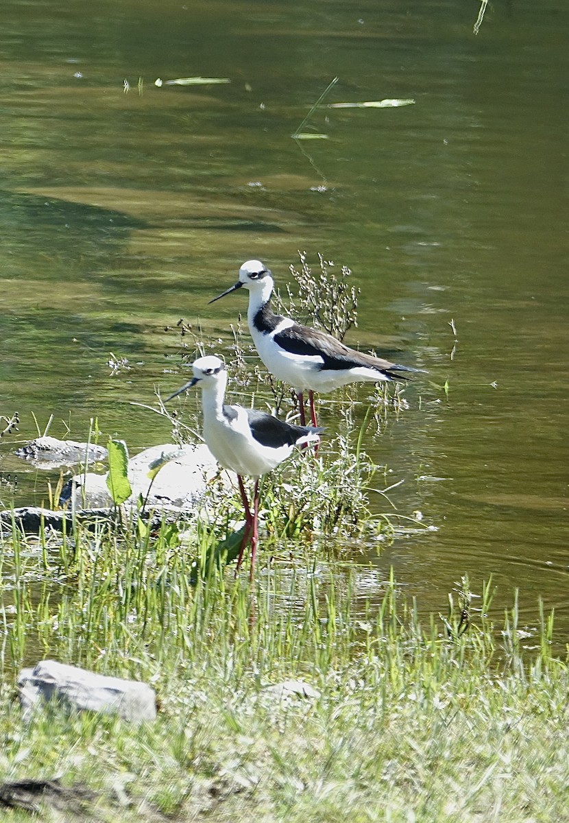 Schwarznacken-Stelzenläufer - ML619824979