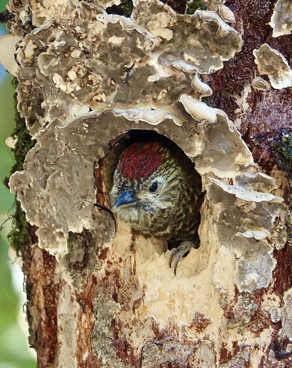 Dot-fronted Woodpecker - ML619824986