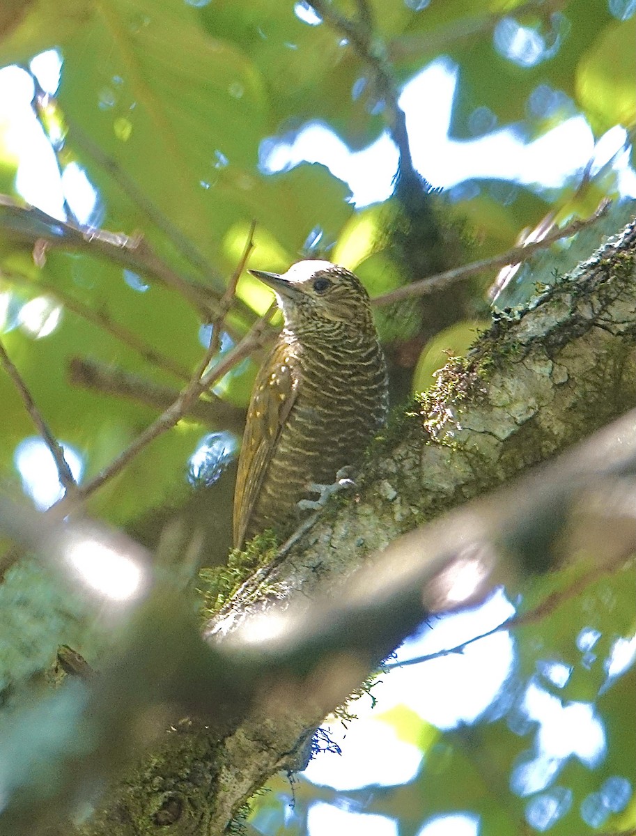 Dot-fronted Woodpecker - ML619824987