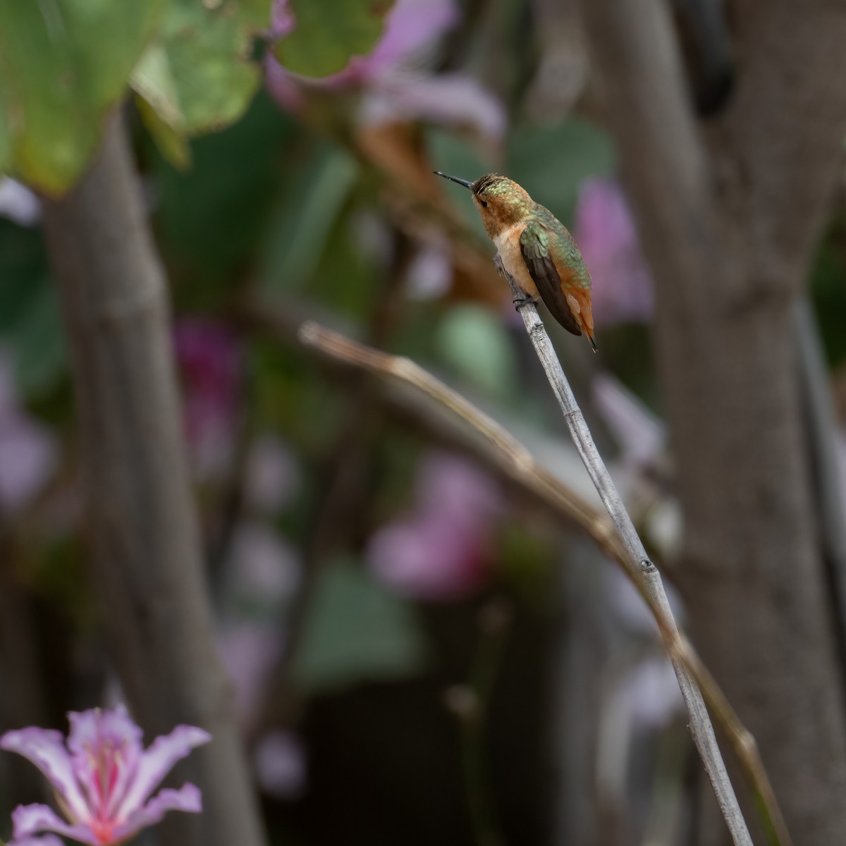 Colibrí de Allen - ML619824992