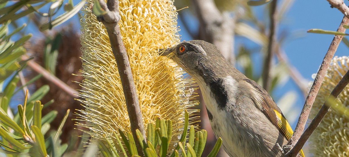 Crescent Honeyeater - Ben Milbourne