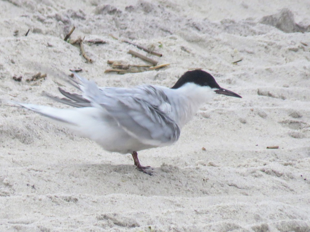 Roseate Tern - ML619825004