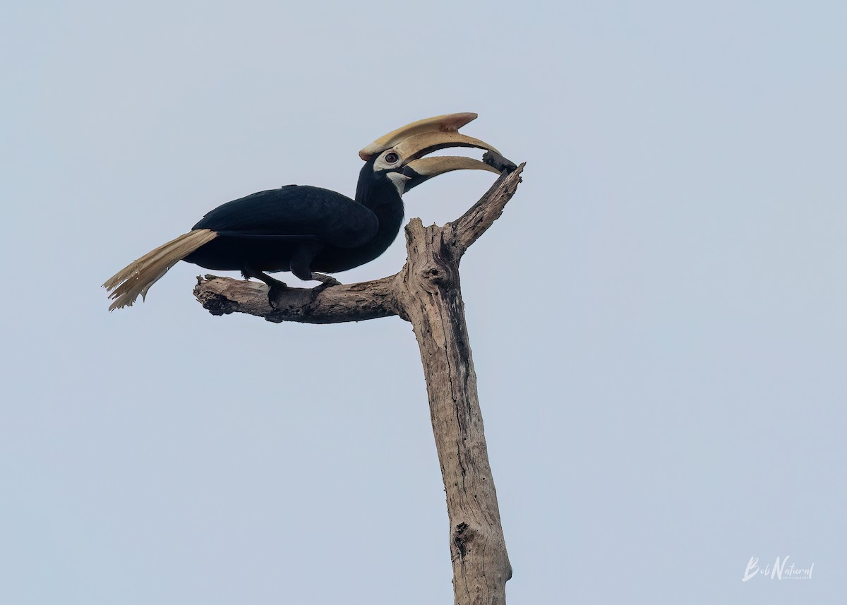 Palawan Hornbill - ML619825010