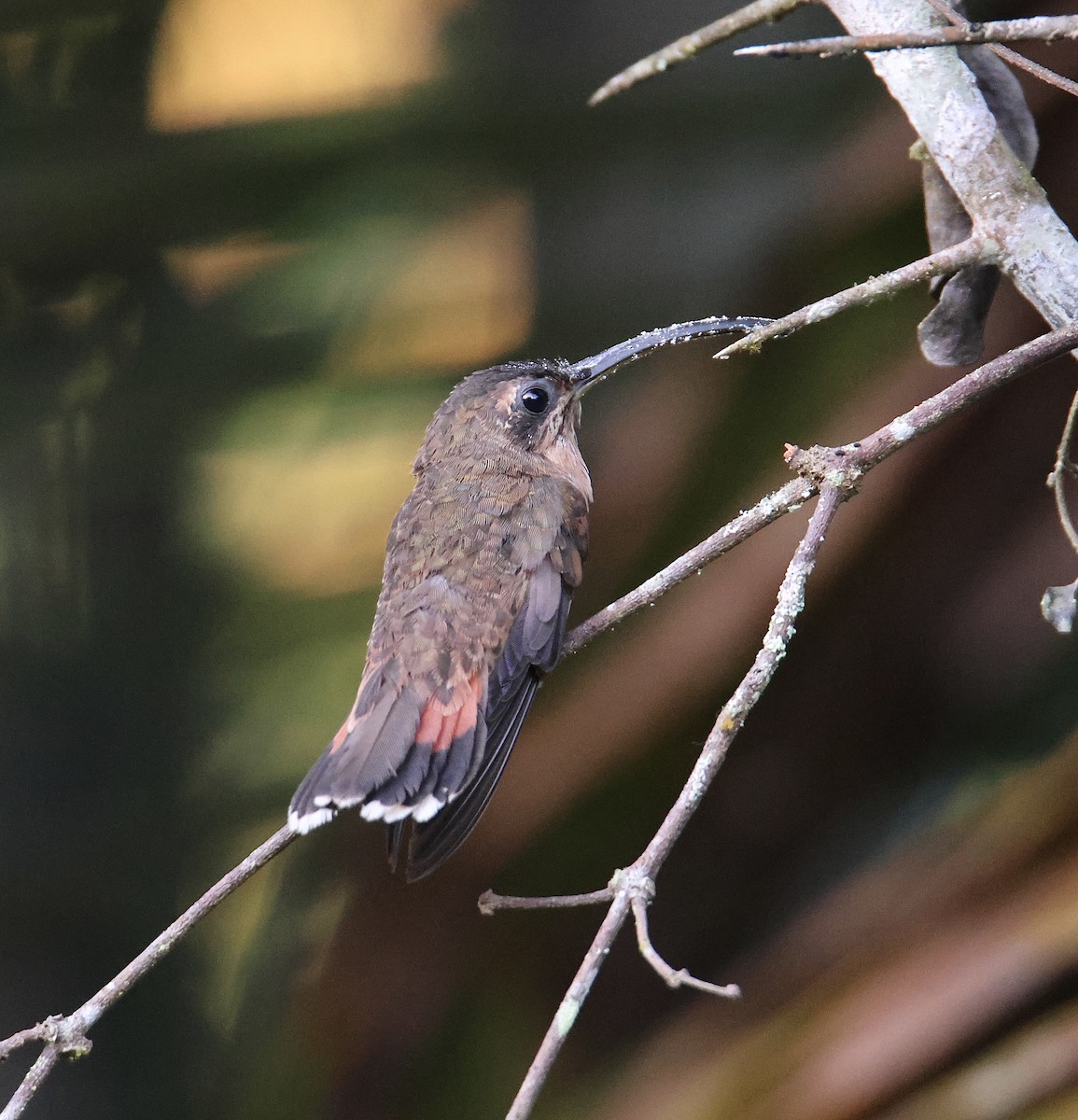kolibřík bronzový - ML619825017