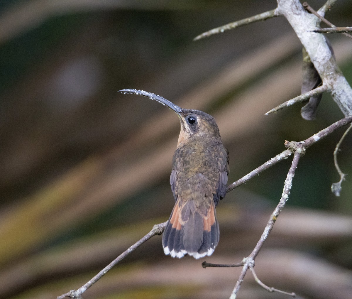 kolibřík bronzový - ML619825018