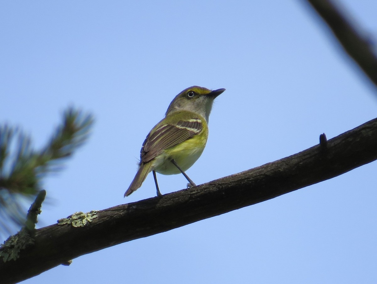 Ak Gözlü Vireo - ML619825037