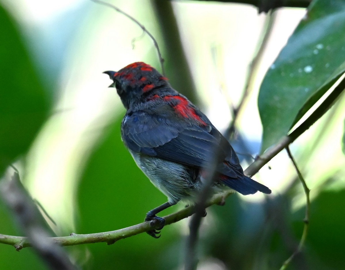 Scarlet-backed Flowerpecker - ML619825038