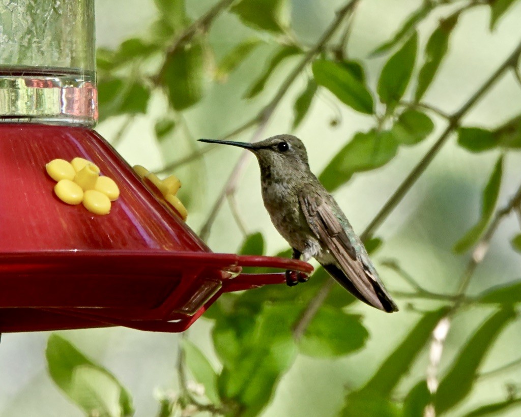 Anna's Hummingbird - ML619825043