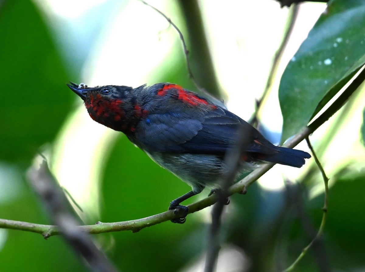 Scarlet-backed Flowerpecker - ML619825044