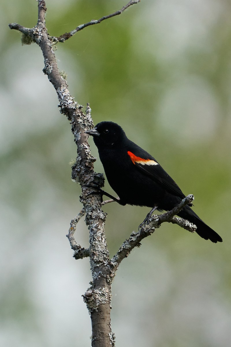Red-winged Blackbird - ML619825046