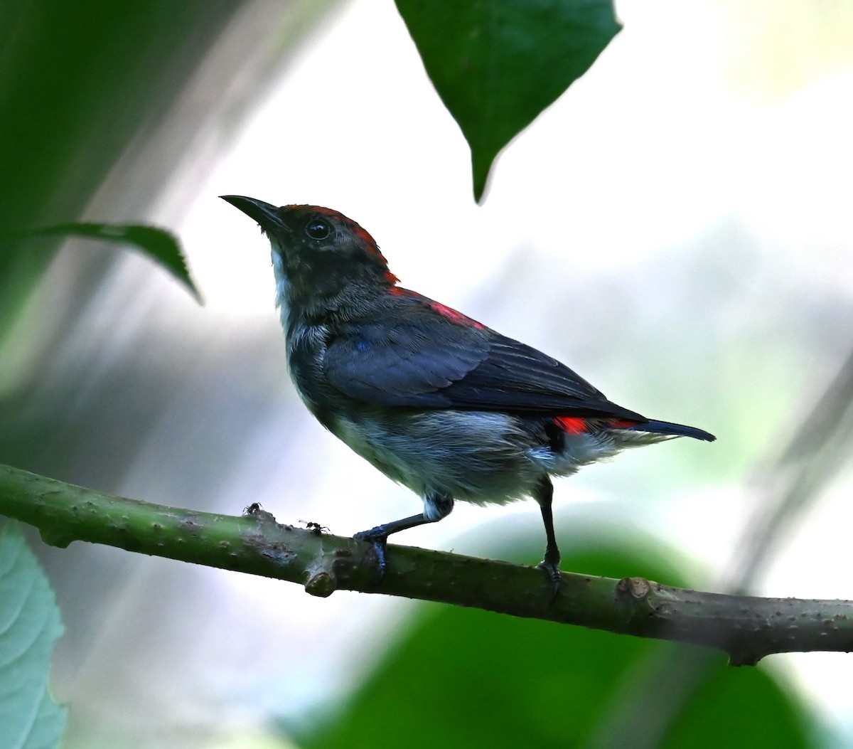 Scarlet-backed Flowerpecker - ML619825054
