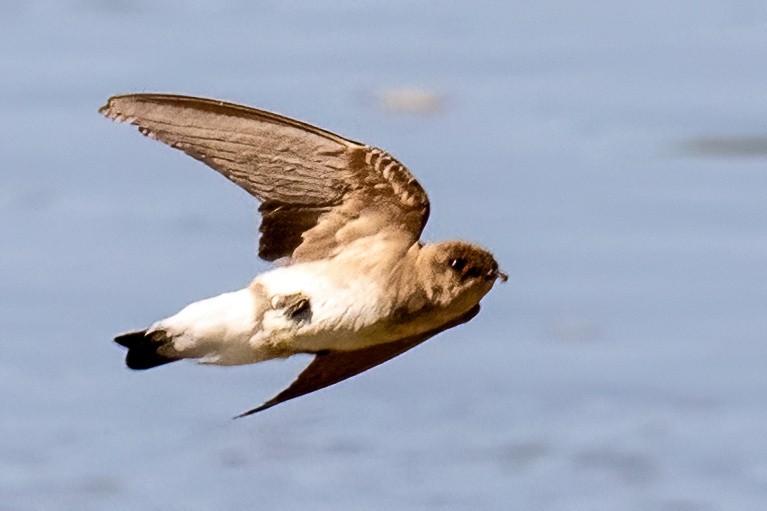 Northern Rough-winged Swallow - ML619825063