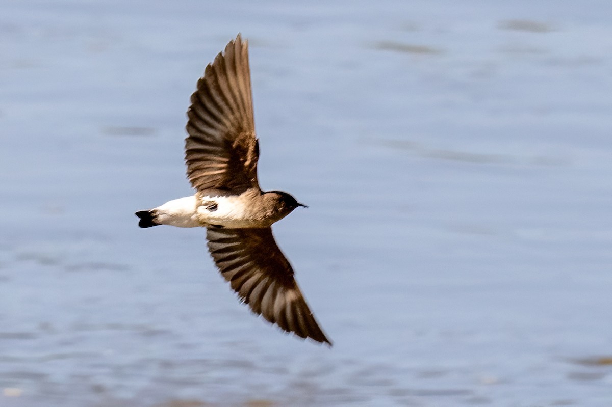 Northern Rough-winged Swallow - ML619825064